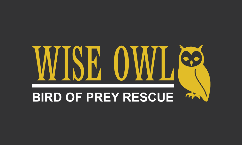 wise owl datând din marea britanie
